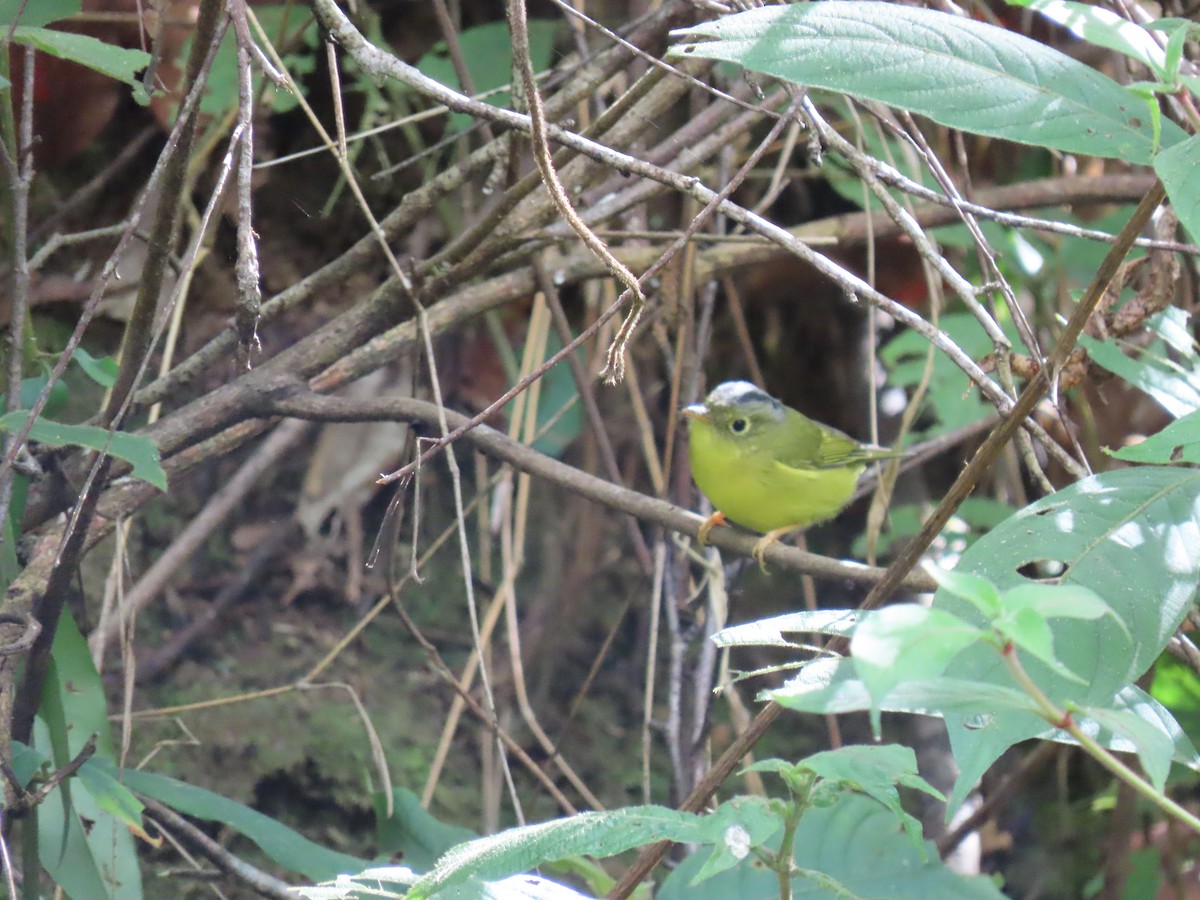 Martens's Warbler - Thomas Brooks