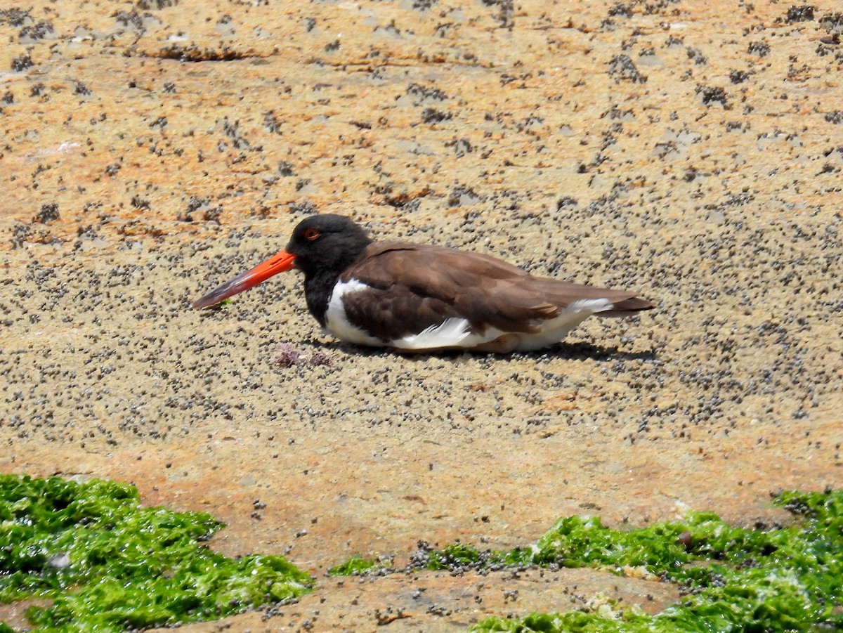 American Oystercatcher - ML614688373