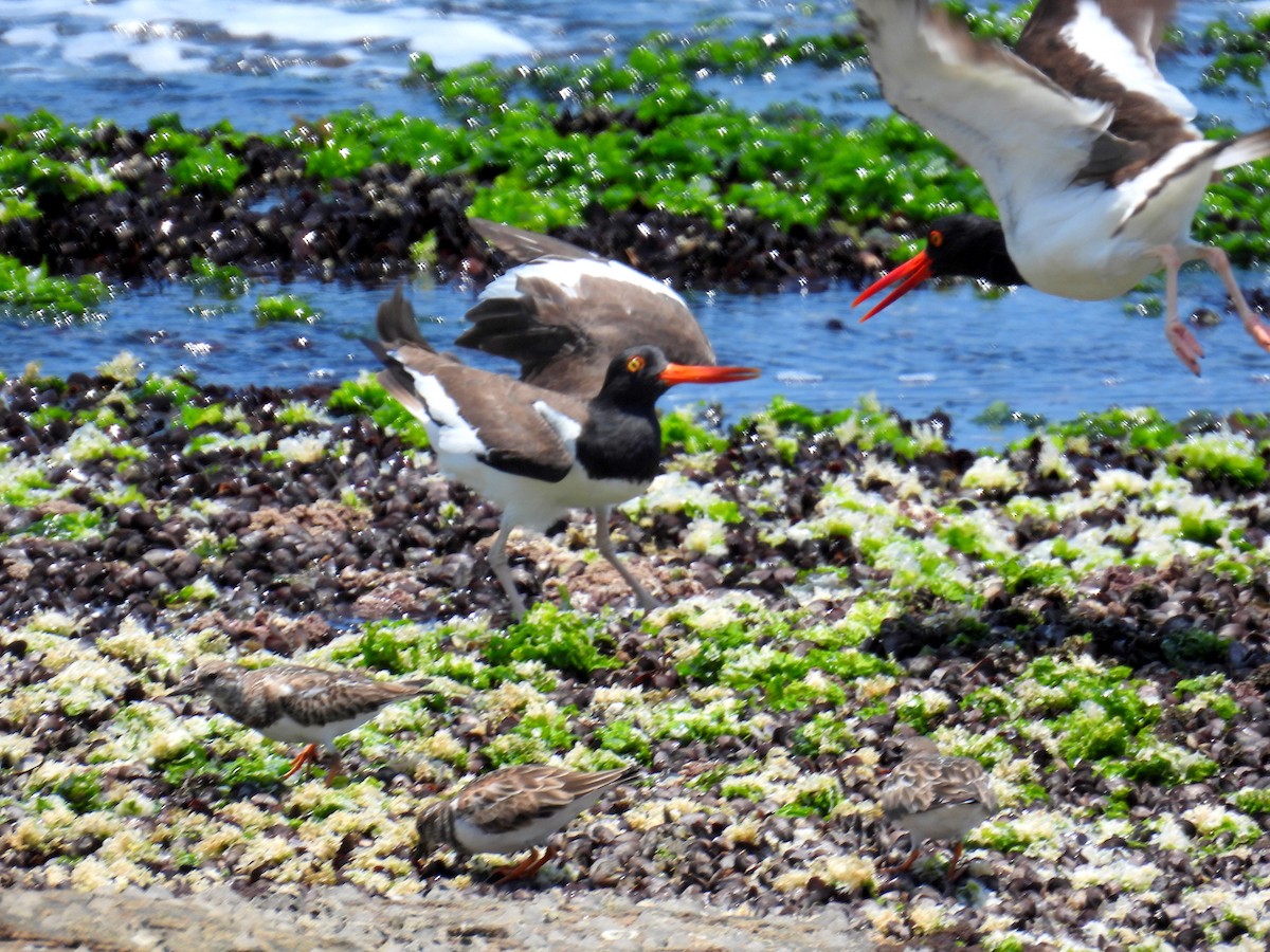 American Oystercatcher - ML614688390