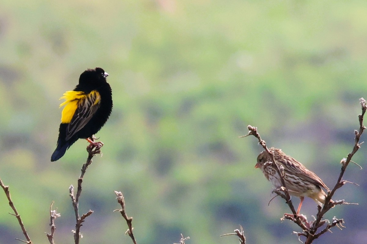 Yellow Bishop (Yellow) - Audrey Whitlock