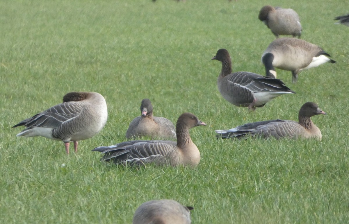 Pink-footed Goose - ML614688467