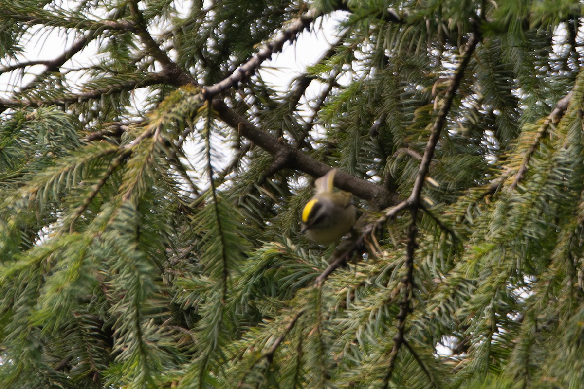 Golden-crowned Kinglet - Anne Craig