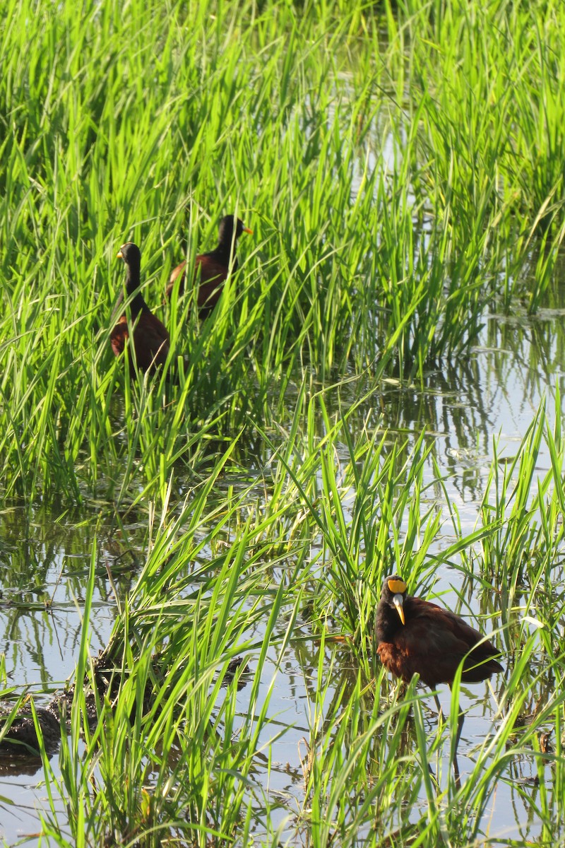 Northern Jacana - ML614688534