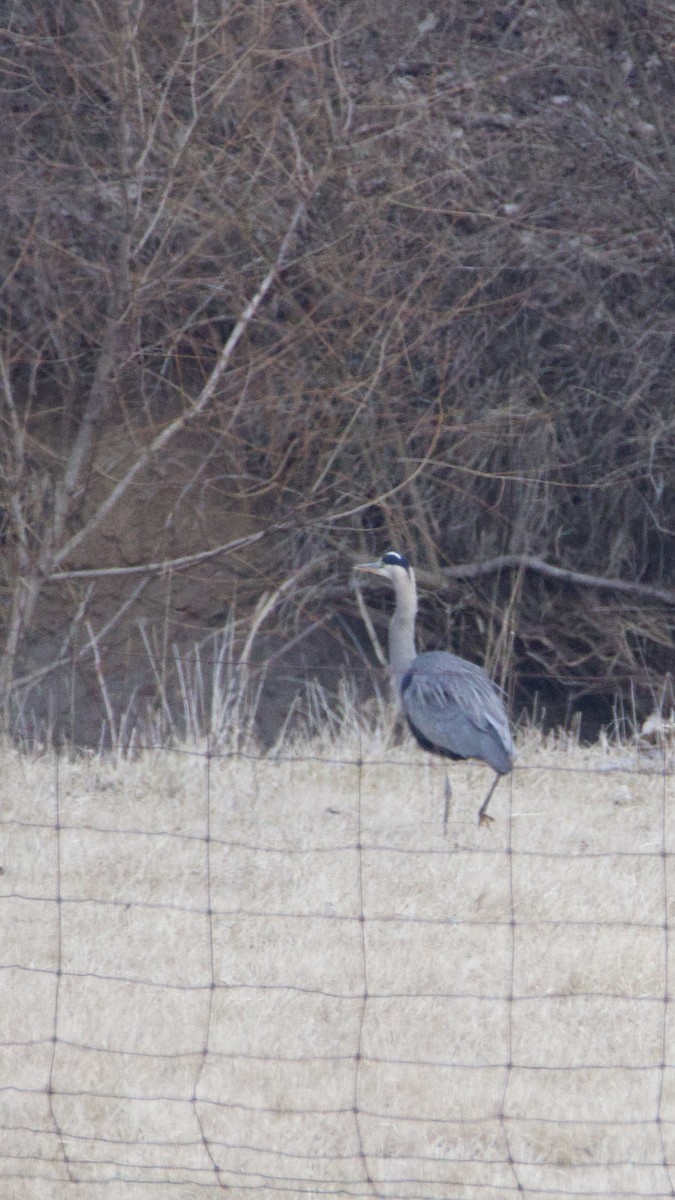 Great Blue Heron (Great Blue) - ML614688569