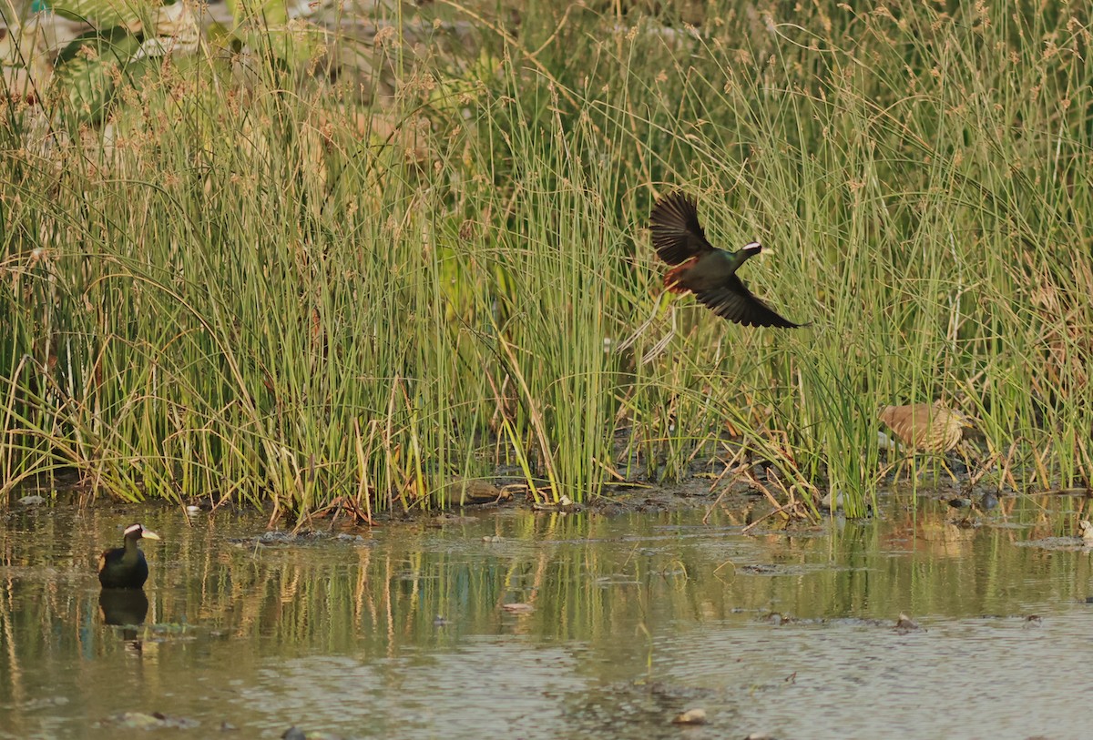 Bronze-winged Jacana - PANKAJ GUPTA