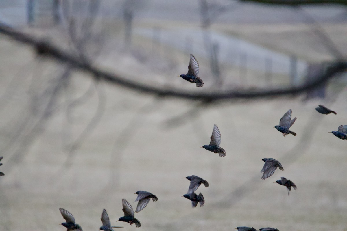 European Starling - ML614688650