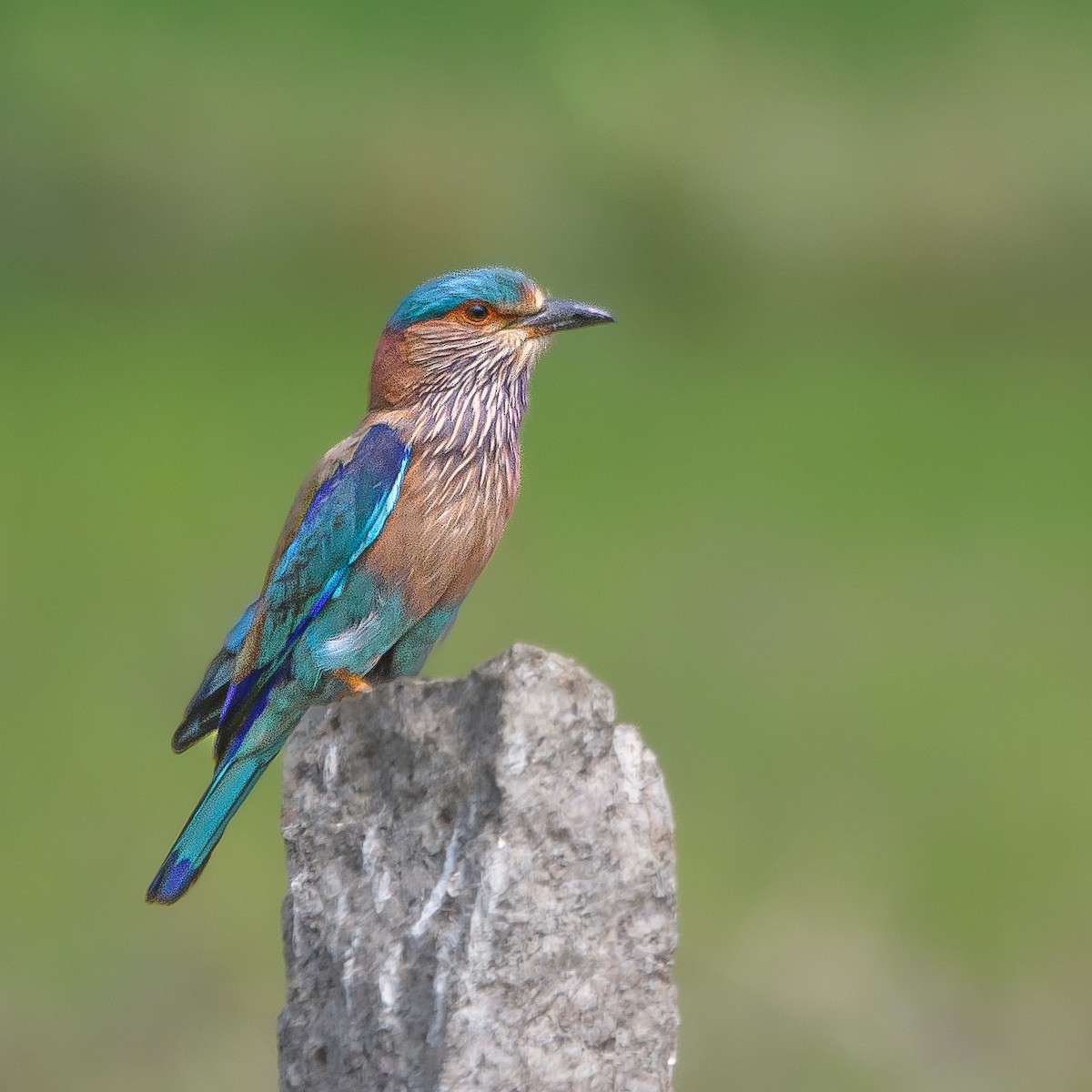 Indian Roller - Srinivas Mallela