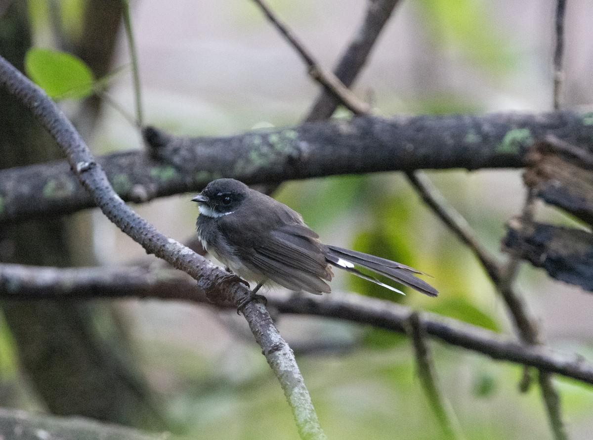 Malaysian Pied-Fantail - Matthew Teng