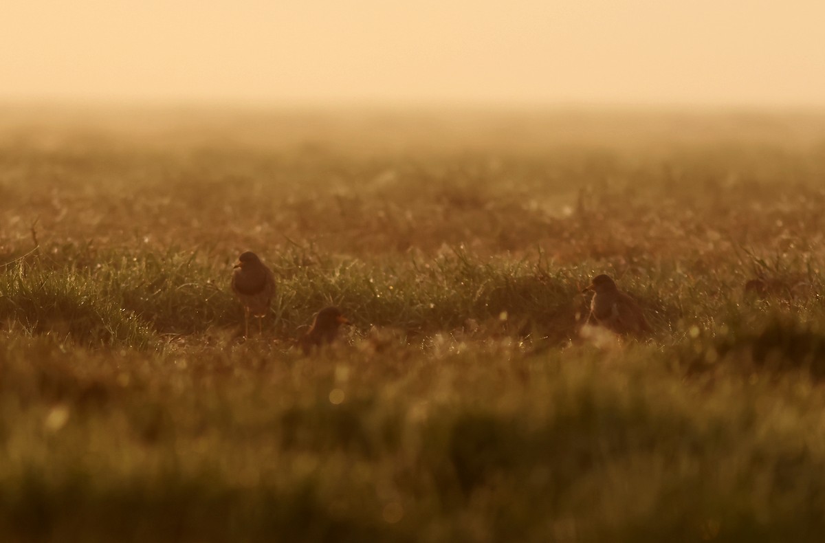 Gray-headed Lapwing - ML614688745