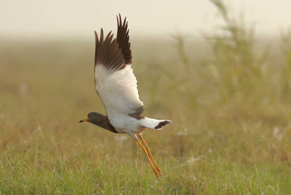 Gray-headed Lapwing - ML614688748