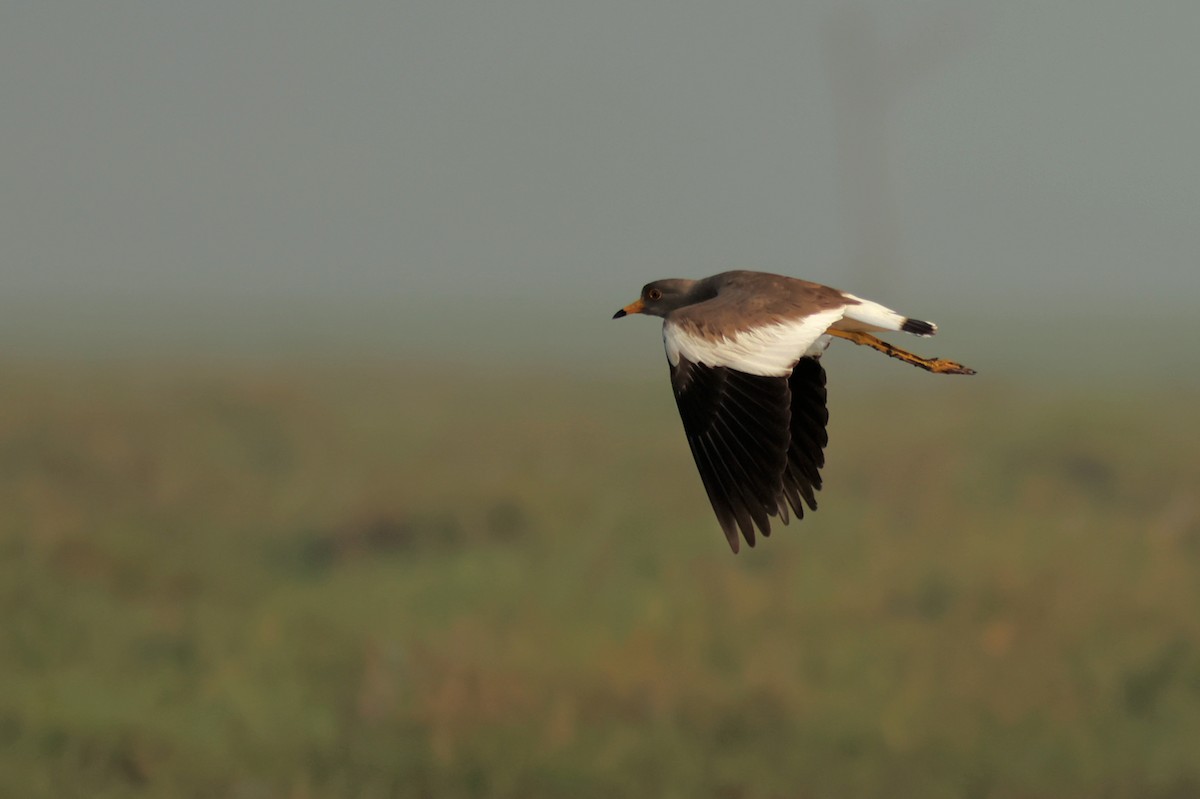 Gray-headed Lapwing - ML614688751