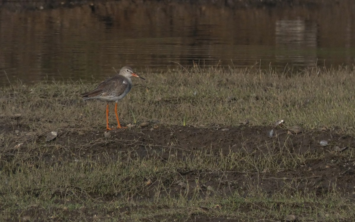 Common Redshank - ML614688760