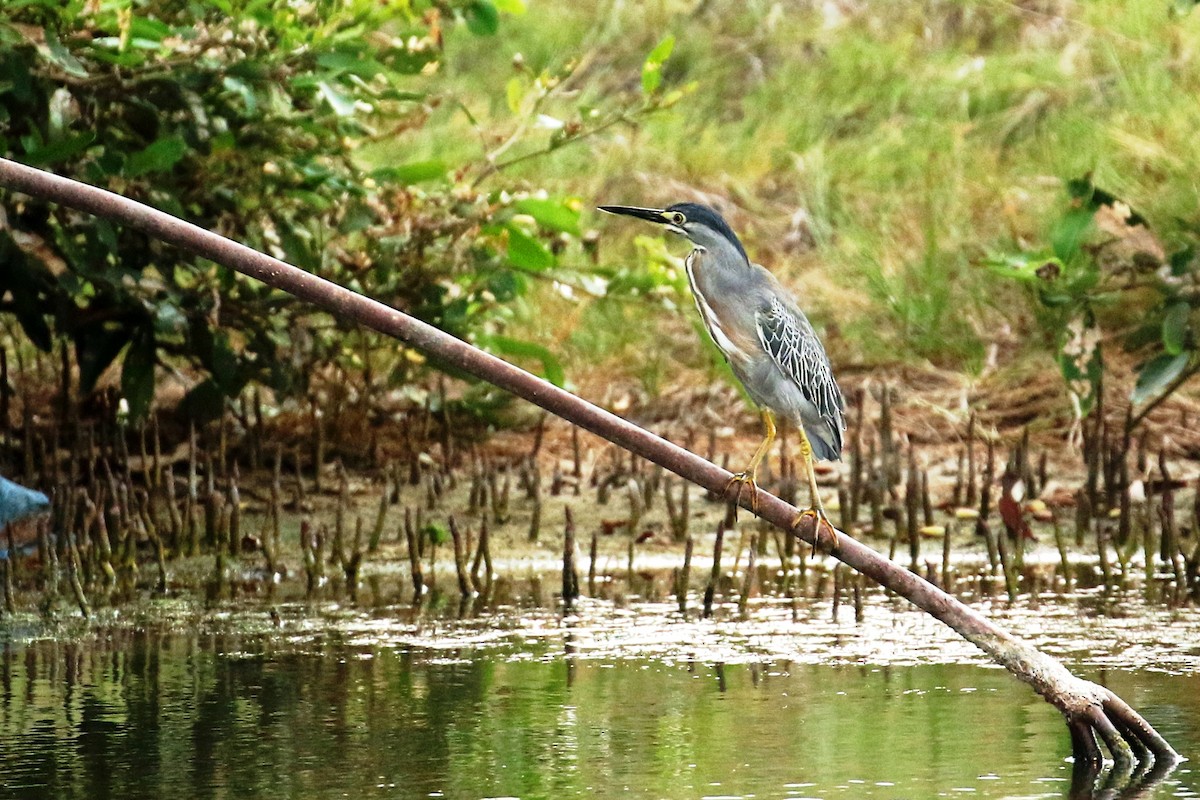 Striated Heron - Maurice Raymond