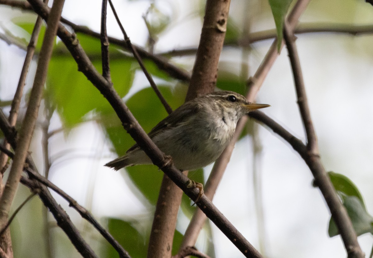 Arctic Warbler - ML614688777