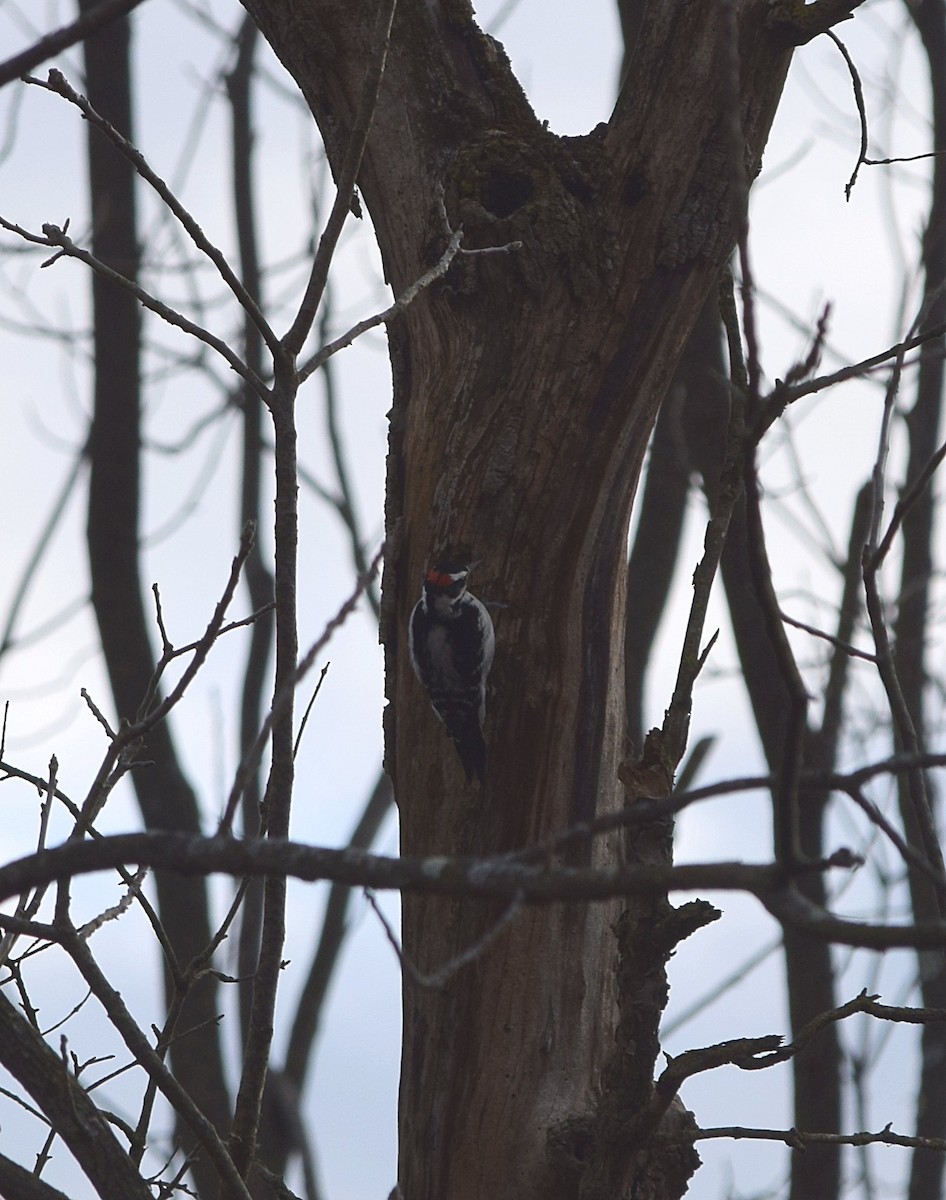 Hairy Woodpecker - Constanza Ehrenhaus