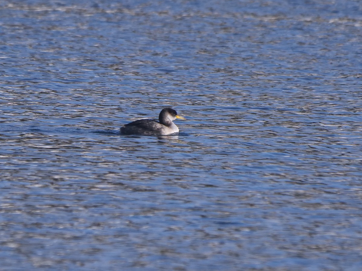 Red-necked Grebe - ML614688815