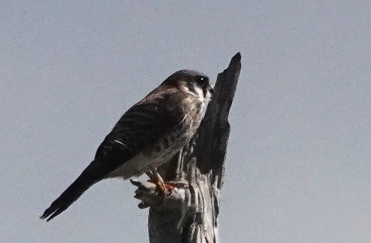 American Kestrel - ML614688827