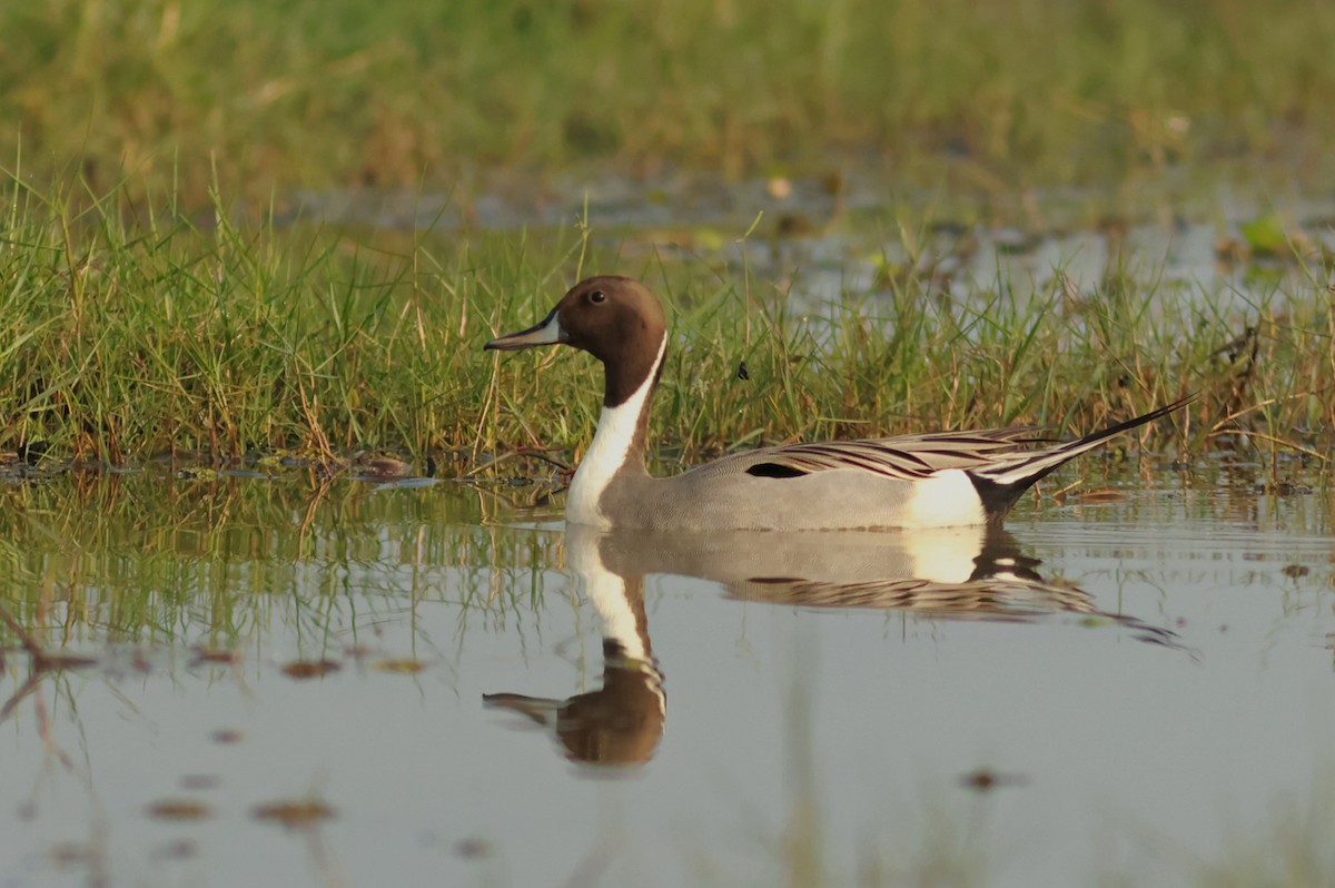 Northern Pintail - ML614688833