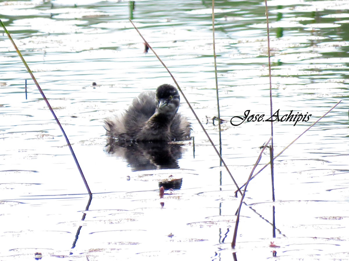 Least Grebe - ML614688850