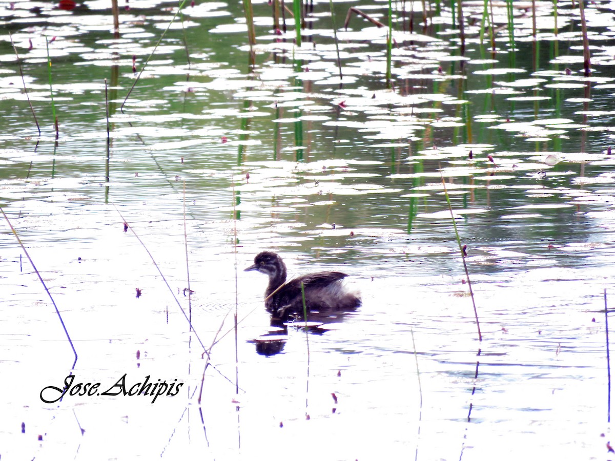 Least Grebe - ML614688854