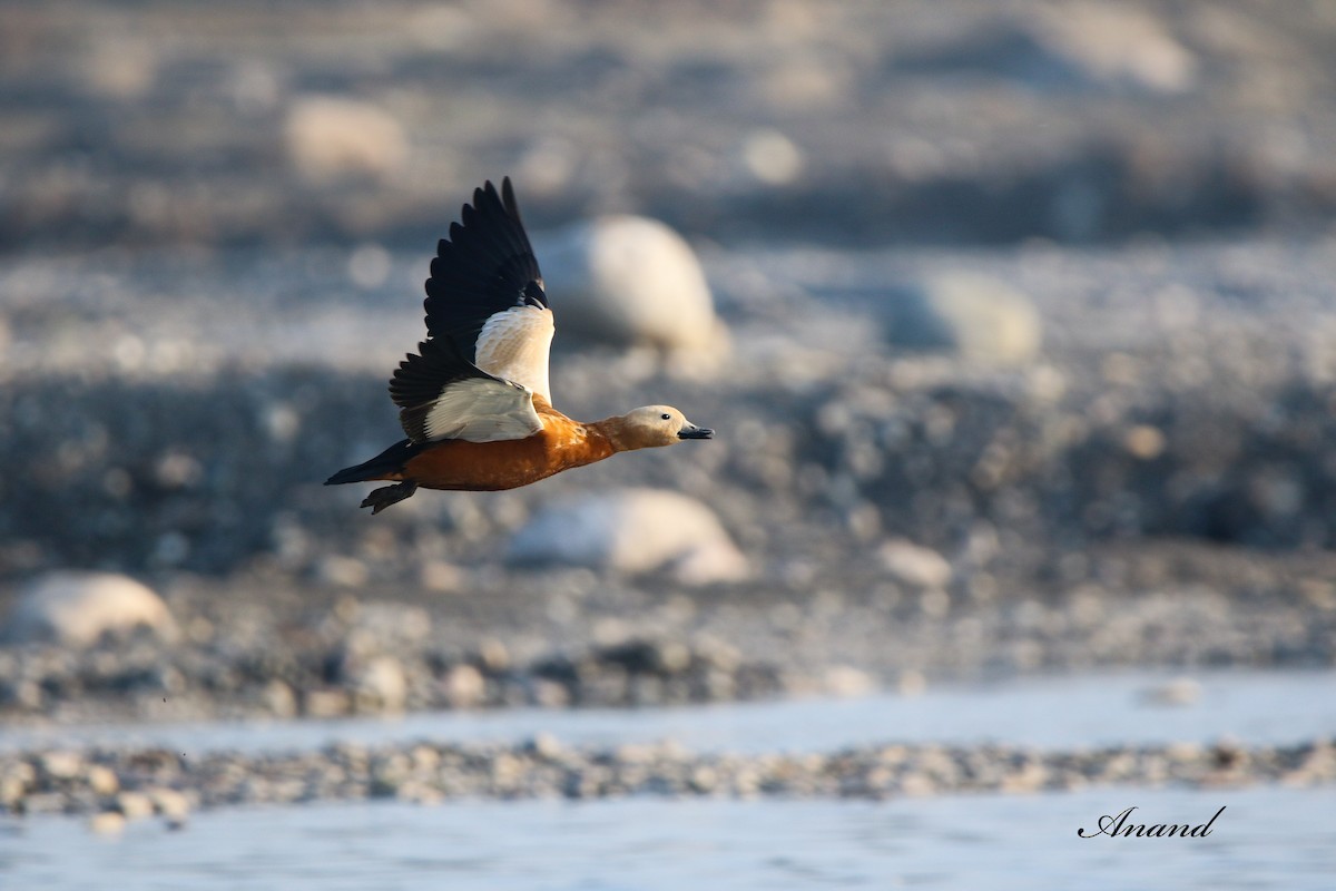 Ruddy Shelduck - ML614688869