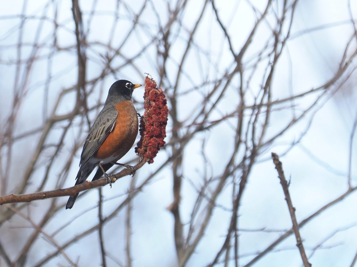 American Robin - ML614688873