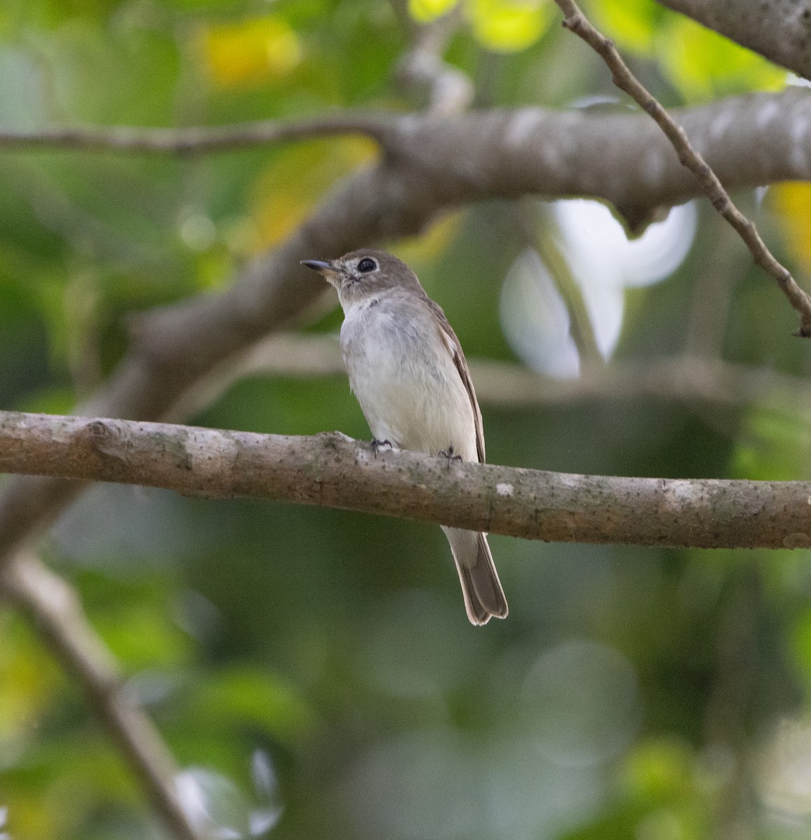 Asian Brown Flycatcher - ML614688887