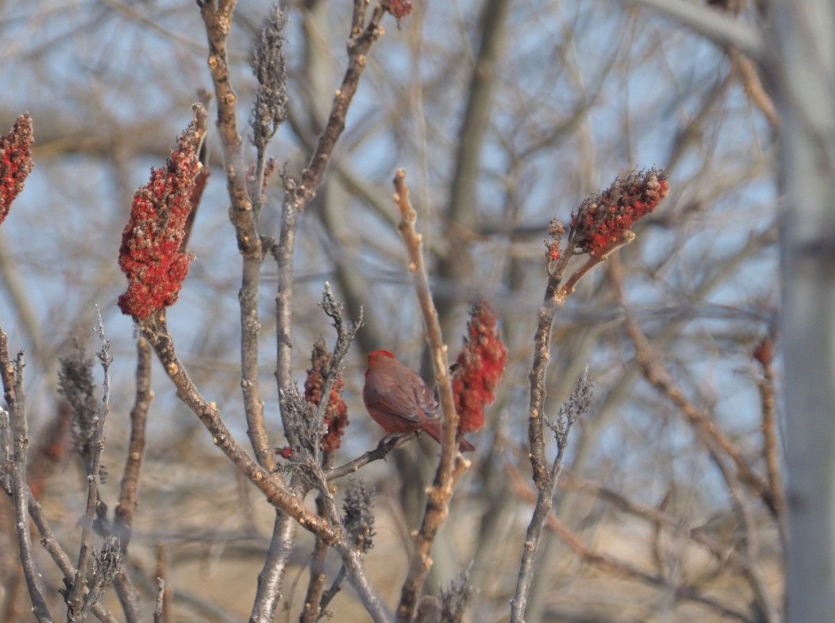 Northern Cardinal - Bill Bunn