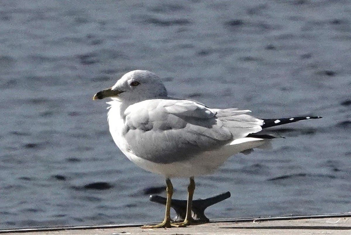 Ring-billed Gull - ML614688905