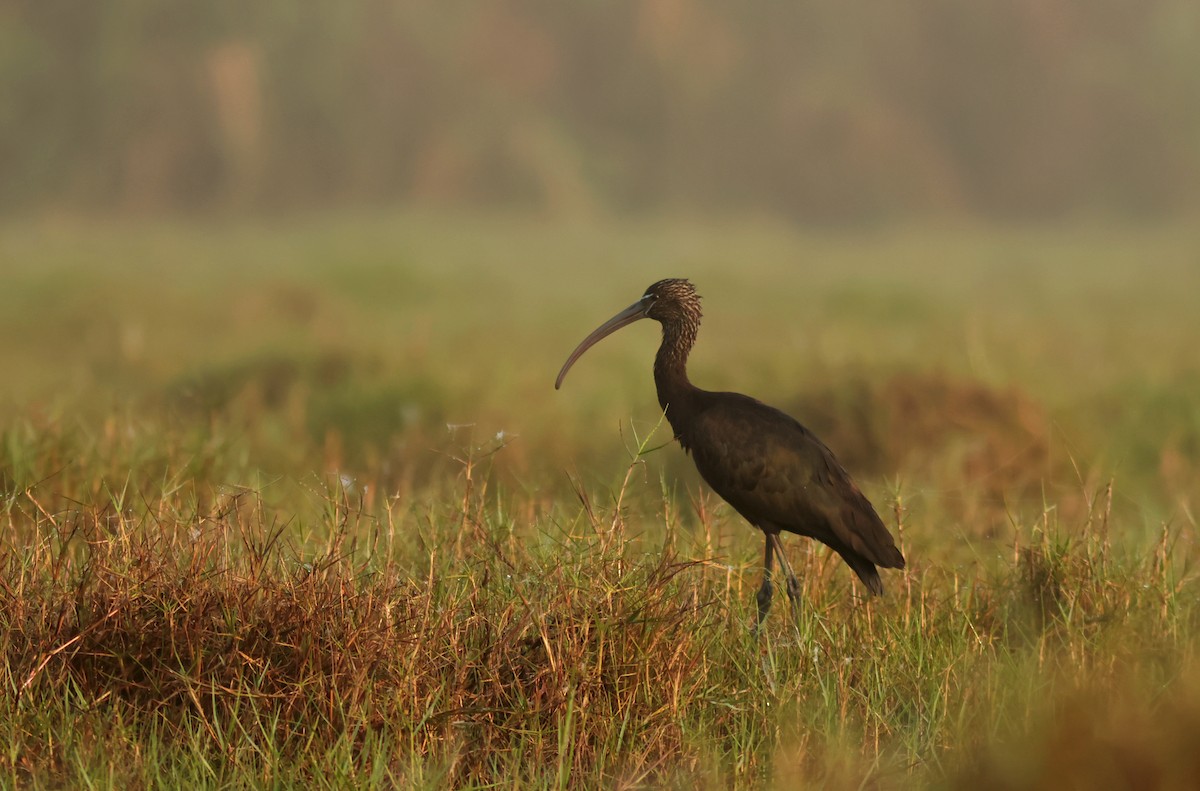 ibis hnědý - ML614688928