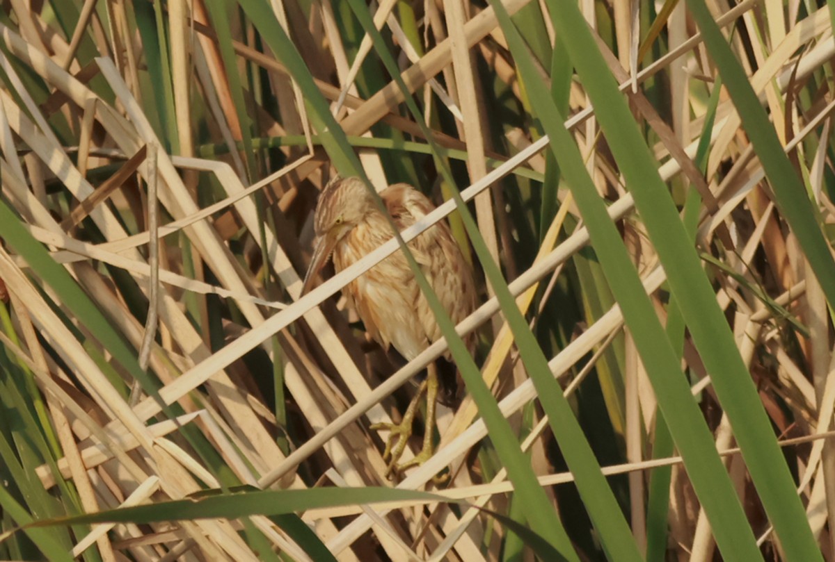 Yellow Bittern - PANKAJ GUPTA