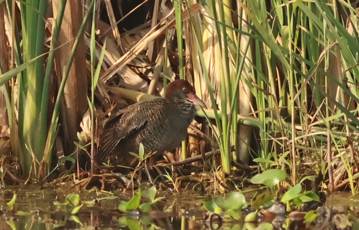 Slaty-breasted Rail - ML614688981