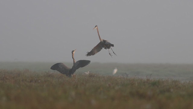 Purple Heron - ML614689023