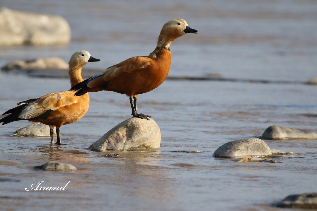 Ruddy Shelduck - ML614689026