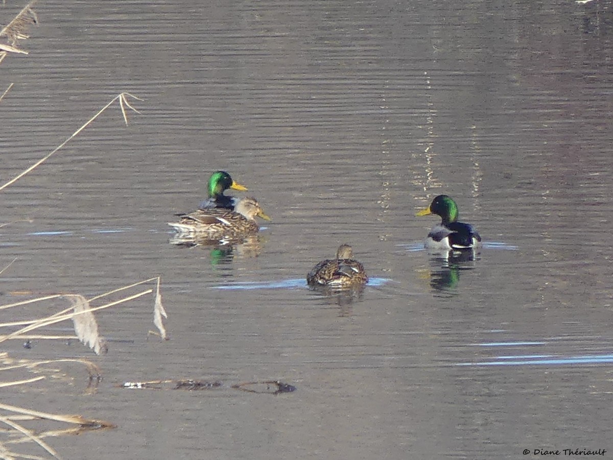 Mallard - ML614689092
