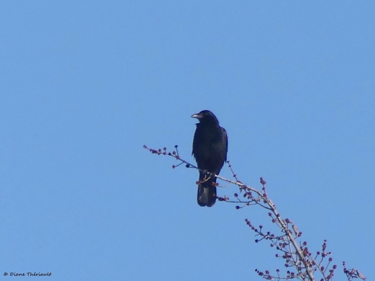 American Crow - ML614689098