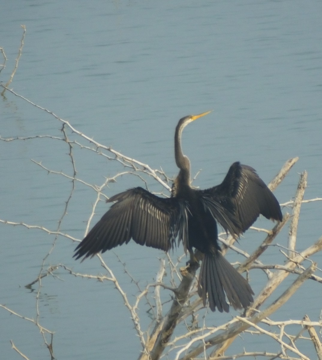 Anhinga Asiática - ML614689102