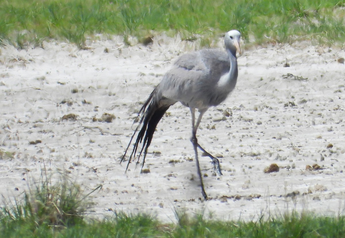 Blue Crane - ML614689210