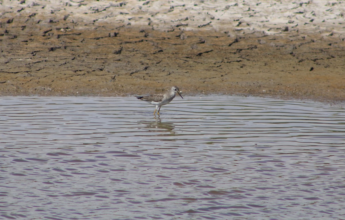 Lesser Yellowlegs - ML614689257