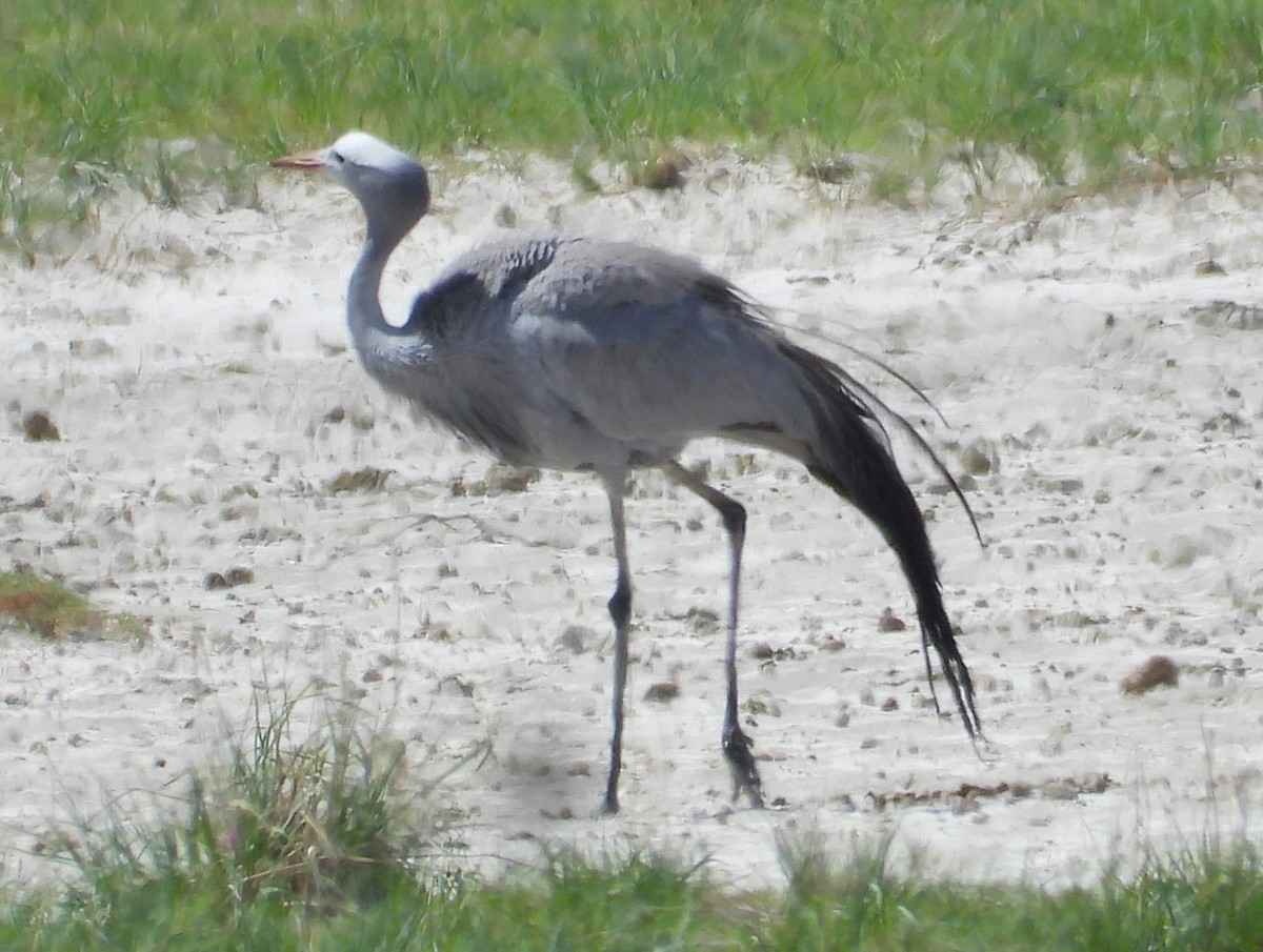 Blue Crane - ML614689269