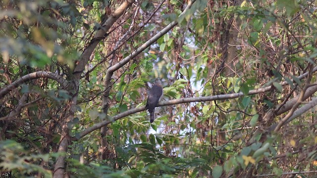 Common Hawk-Cuckoo - ML614689315