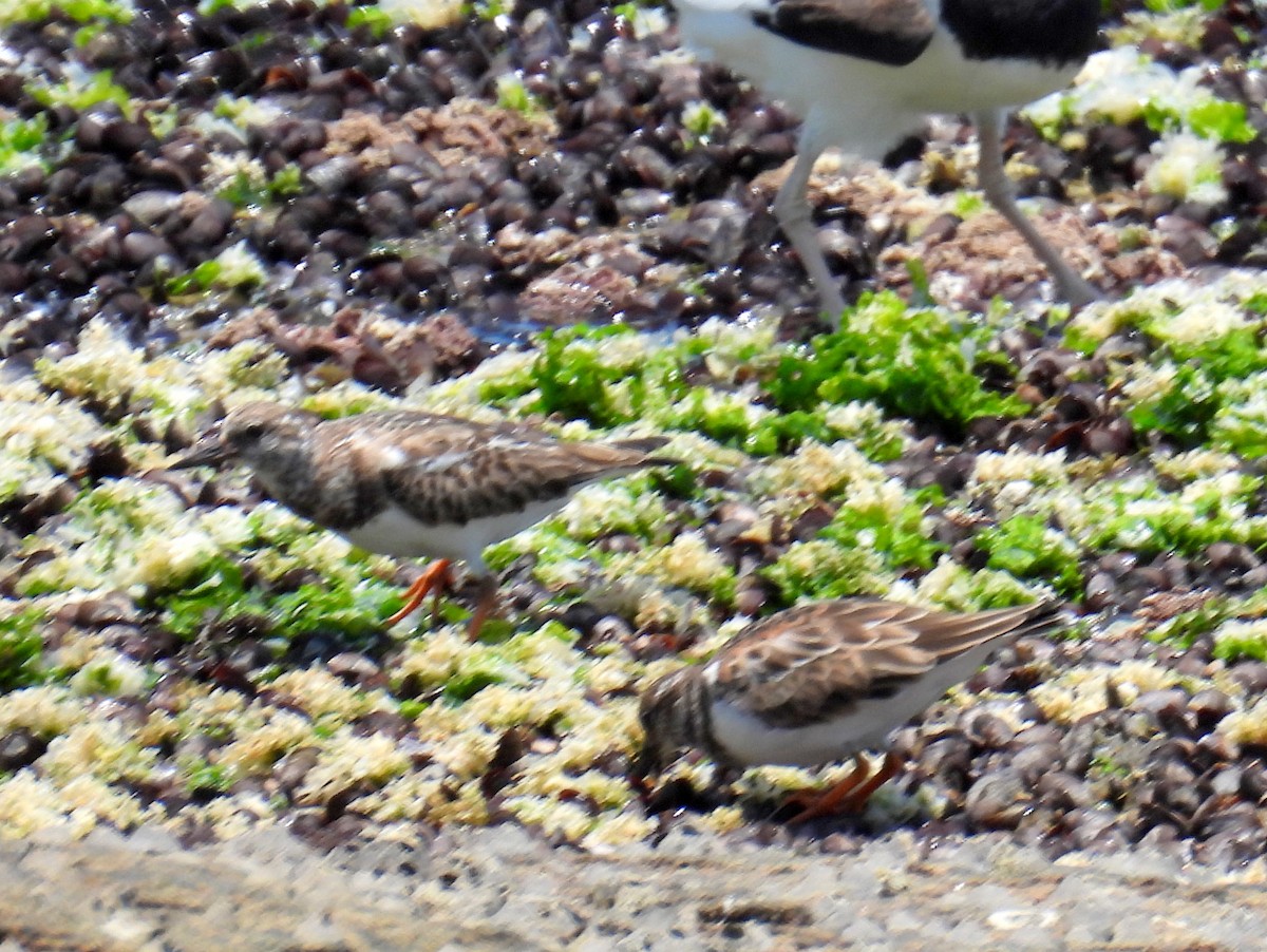 Ruddy Turnstone - ML614689361