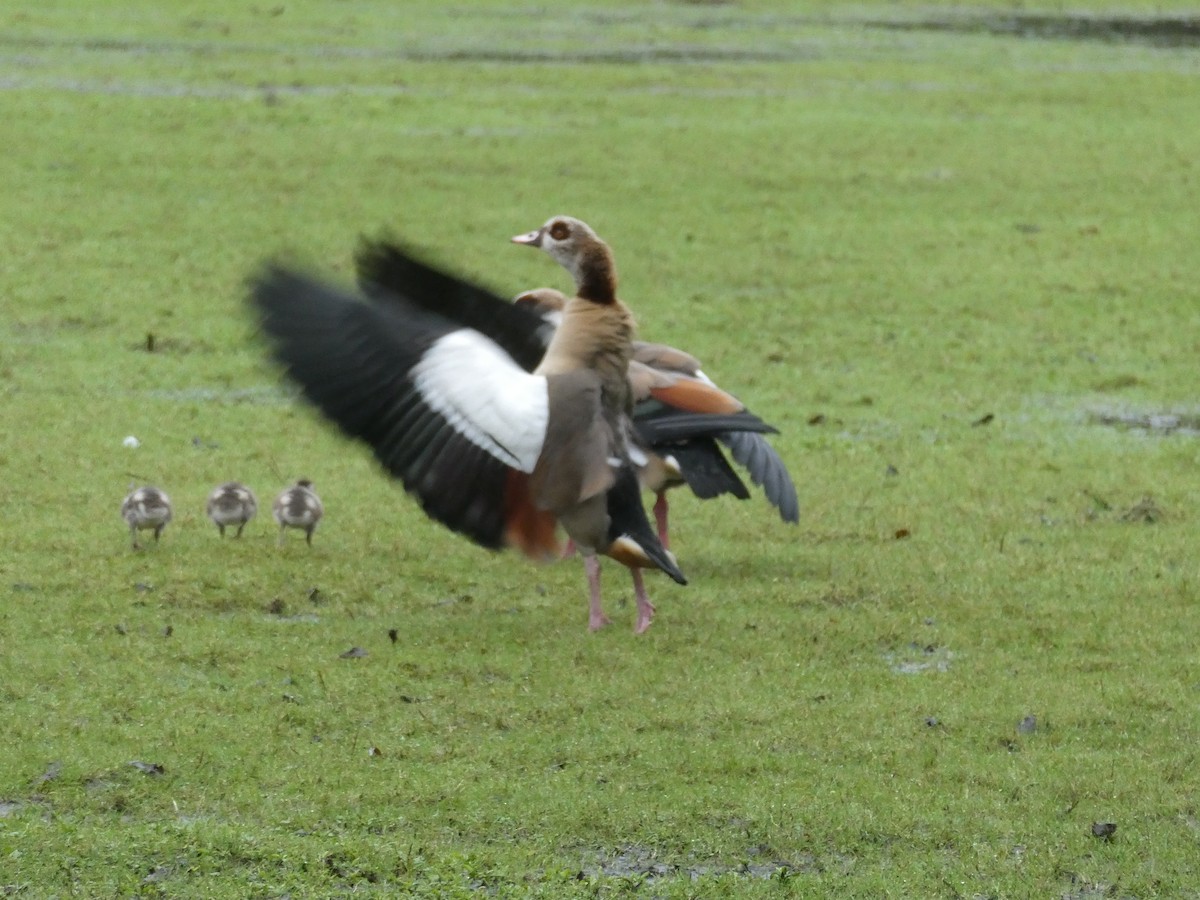 Egyptian Goose - Bob Hunter