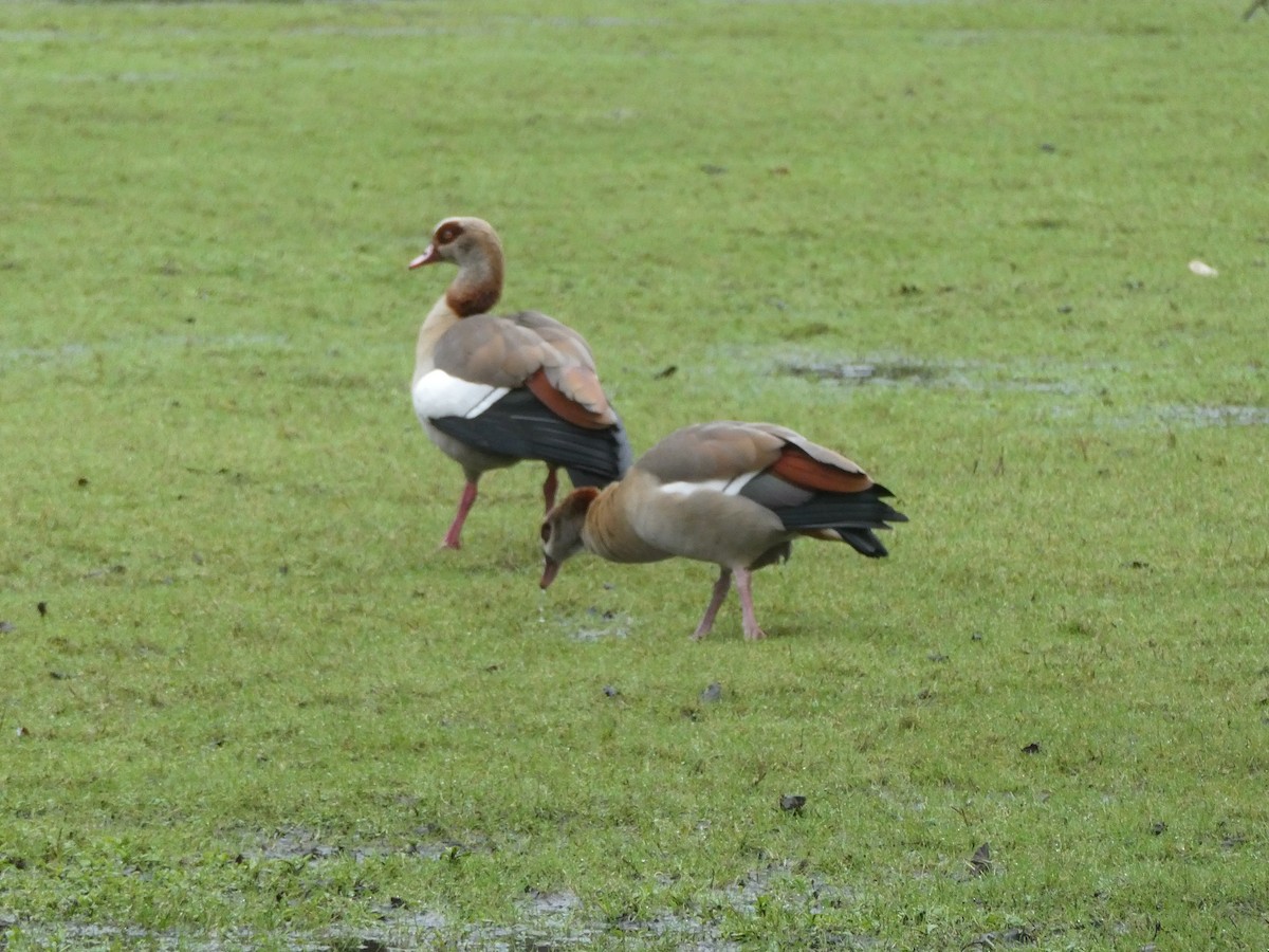 Egyptian Goose - Bob Hunter