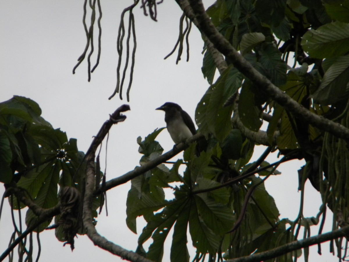 Brown Jay - ML614689393