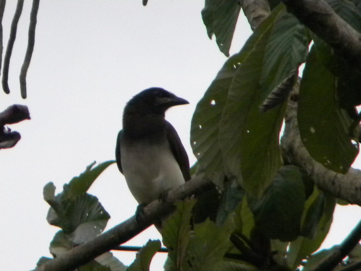 Brown Jay - ML614689457
