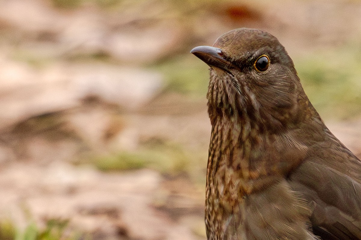 Eurasian Blackbird - Alena Tsikhanovich