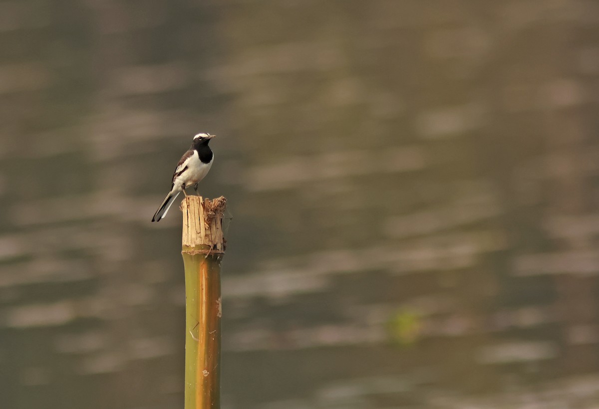 White-browed Wagtail - ML614689469