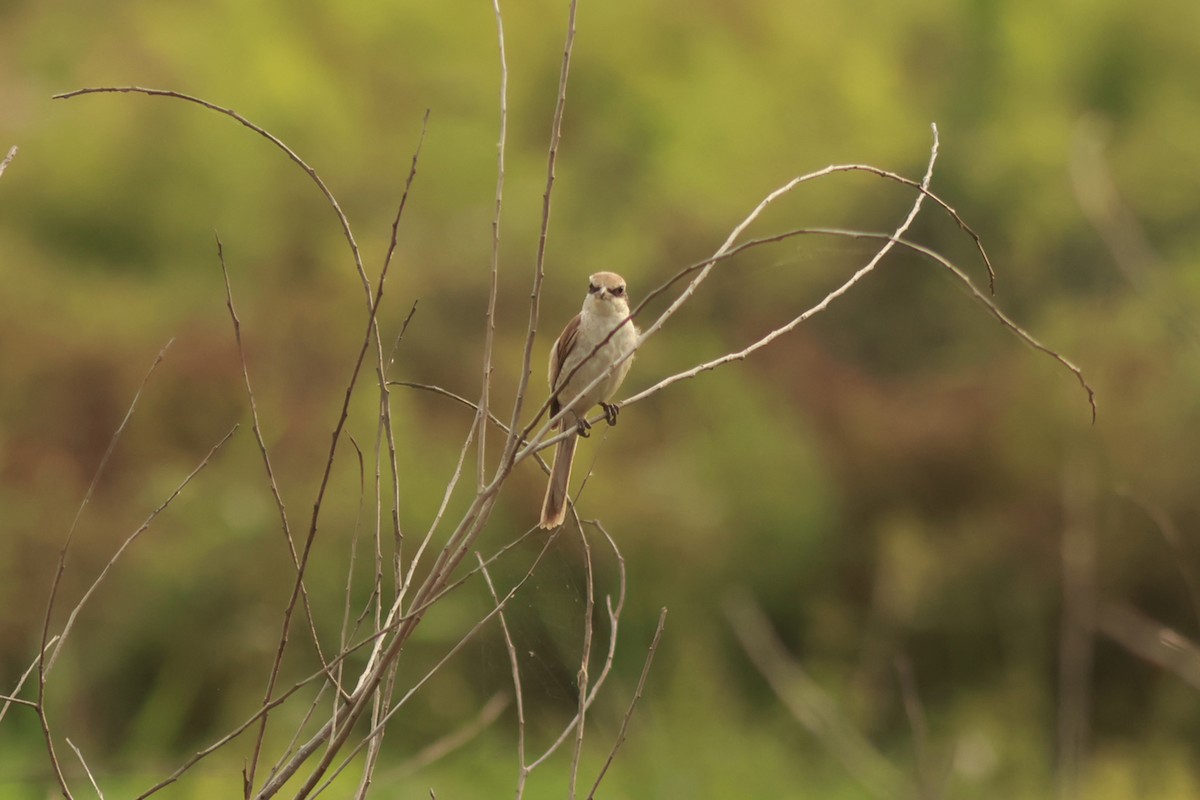 Brown Shrike - ML614689471