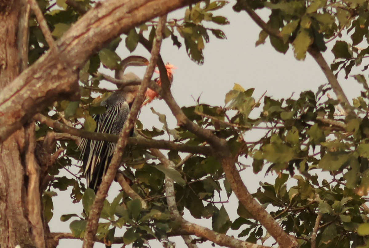 anhinga indomalajská - ML614689477